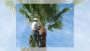 Palm Tree Trimming Made Easy