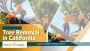 Trusted Tree Removal Services in California 