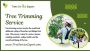 Tree Trimming Services That Keep Your Trees Healthy Safe