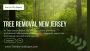 Tree Removal Services New Jersey Tree Removal Services New Jersey