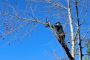 Tree Removal Midland Tree Removal Midland