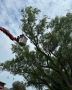 What is the objective of pruning? | Tree Soldiers