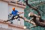 Tree Service in Rochester NY