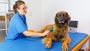 Expert Veterinary Rehabilitation Services in Buckinghamshire