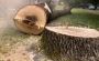 Best Stump Removal & Grinding Services in Berkshire 