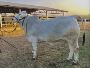 Buy Dairy Cows for Sale Online in USA