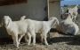 Order Online Goats for Meat in Usa