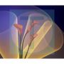 Calla Lily Light Drawing