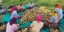 Organic Vegetables in Bangalore | Tropical ExotIcs