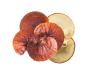 What is the Use of Reishi Mushroom Powder?