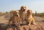 Tucson Adventure Dog Ranch