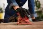 Expert Floor Sanding and Grinding Services for a Flawless Fi