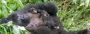 Wildlife Safaris in Uganda - Africa Adventure Vacations
