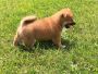Teacup Shiba Inu Puppies For Sale