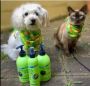 Order the best natural shampoo for dogs with itchy skin
