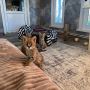 serval , savannah and caracal kittens available 