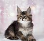 caracat kittens available 