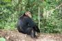 Unforgettable Uganda Gorilla Safari Packages Unforgettable Uganda Gorilla Safari Packages