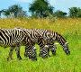 Discover the Wonders of Uganda with Our Group Joining Trips