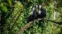 Unforgettable Gorilla Trekking in Rwanda with Valiant Safari