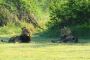 Chimpanzee Trek in Uganda – Best Wildlife Adventure Awaits!