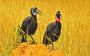 Affordable Rwanda Gorilla Trekking Safaris – Book Today!
