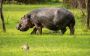 Experience Gorilla Treks in Rwanda – Book Your Safari Today!
