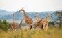 Looking for Gorilla Safari Packages in Rwanda