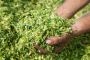 Global Silage Additives Market Analysis, Growth, Share, Tren Global Silage Additives Market Analysis, Growth, Share, Tren