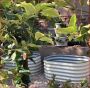 Select appropriately raised garden bed kits online at Vego G