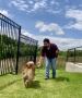 Looking for Expert Dog Trainers in Austin, TX? Looking for Expert Dog Trainers in Austin, TX?