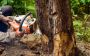 Expert Emergency Tree Removal MD Protecting Your Property