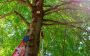 Professional Tree Removal Northern Virginia