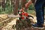 Get Professional Stump Removal in Baltimore