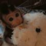 Buy Java Macaque Monkeys 