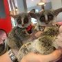 Bush Baby for Sale Bush Baby for Sale