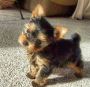 BOTH MALE AND FEMALE TEACUP YORKIES PUPPIES FOR ADOPTION