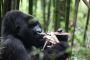 Rwanda gorilla trek Rwanda gorilla trek