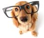 Develops your Dog's "Hidden Intelligence"