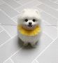 Pomeranian puppies for sale