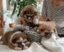 Puppy and Kitten Wellness Packages for a Healthy Start | VIP