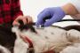 Pet Blood Pressure Monitoring at VIP Animal Hospital 