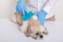 Expert Pet Mass Removal Services – VIP Animal Hospital