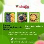 Leading Kismis Manufacturers in Nashik Vishaka Raisins Qual