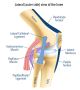 Ease the Strain with Knee Specialist in Melbourne
