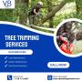 Tree Trimming St. Lucia Tree Trimming St. Lucia
