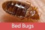 Reliable Exterminator Services Upper Westside!