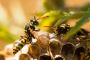 Roach Treatments Manhattan | VJ Pest Management 