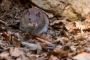 Mice Treatments Manhattan | Expert Rodent Control by VJ Pest
