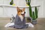 Pet Salon Dubai